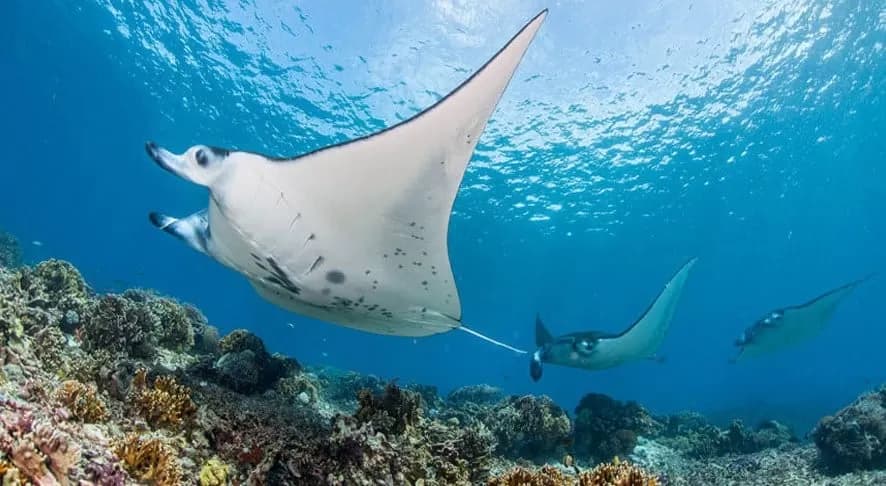 Snorkeling Trip 4 Spots