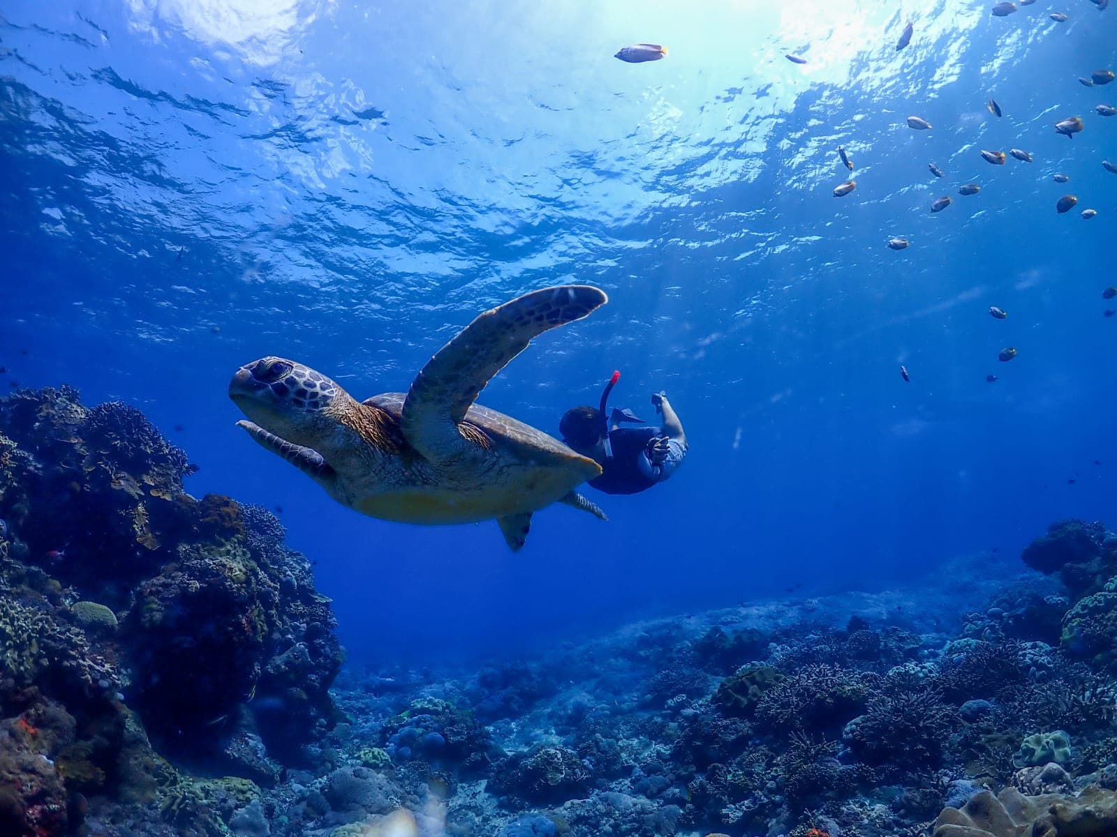 Dive into Paradise: The Ultimate Private Snorkeling Experience in Nusa Lembongan - Cover 1